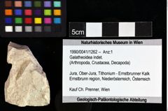 Foto (Objket + Etiketten) von Galatheoidea indet. 